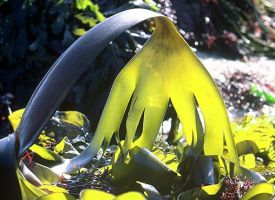 Body kokoon slimming algae