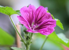 Velvet body milk COSMOS