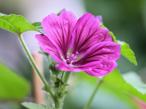 Velvet body milk COSMOS