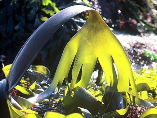 Body kokoon slimming algae